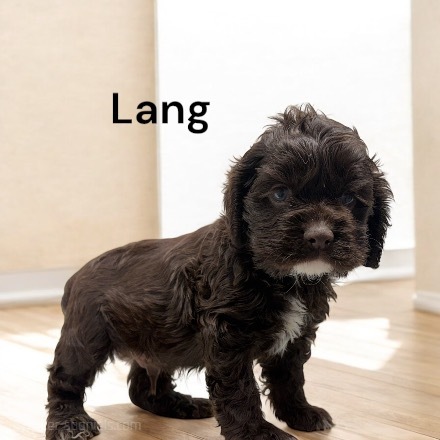 puppy, for, sale, Cocker Spaniel, Joe & Cherri  Overlease, dog, breeder, Miller, MO, dog-breeder, puppy-for-sale, forsale, nearby, find, puppyfind, locator, puppylocator, aca